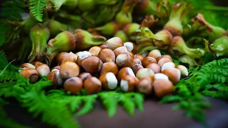 Giresun Fındığının Kısırlık Üzerindeki Etkisi Araştırıldı