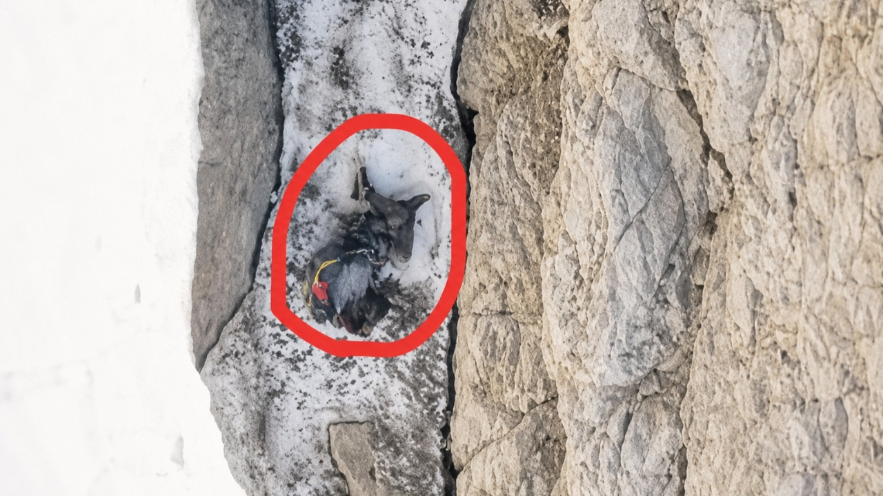 200 metre suruklenip ipte asili kaldi olen dagcinin cansiz bedeni dronla goruntulendi eguzKGTj