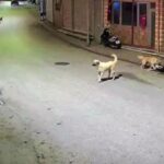 Orduda kucuk cocuk sokak kopeklerinin saldirisina ugradi ZBxqkIRu