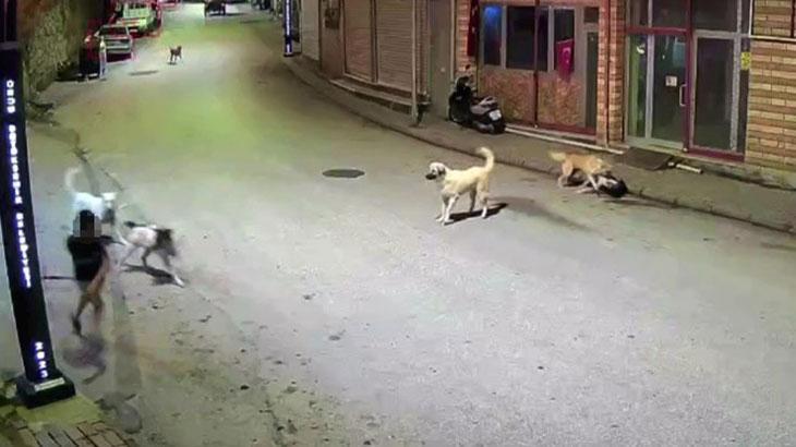 Orduda kucuk cocuk sokak kopeklerinin saldirisina ugradi ZBxqkIRu